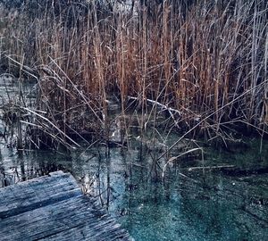 Full frame shot of bare tree in lake