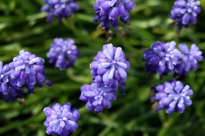 Close-up of purple flowers blooming outdoors