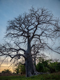 Bare tree on field against sky