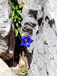 Close-up of purple flowering plant on tree trunk