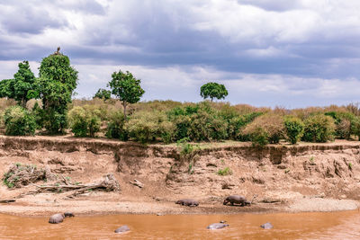 Plants growing on land by river against sky