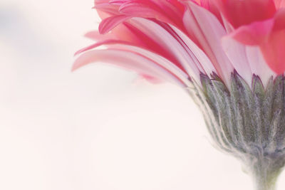 Close-up of pink flowers