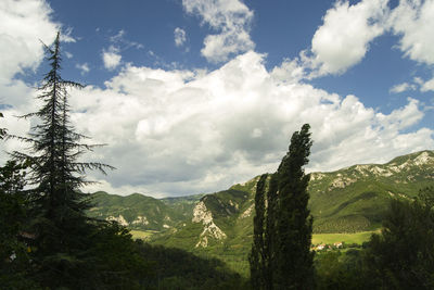 Trees on landscape against sky