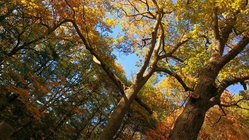 Low angle view of trees