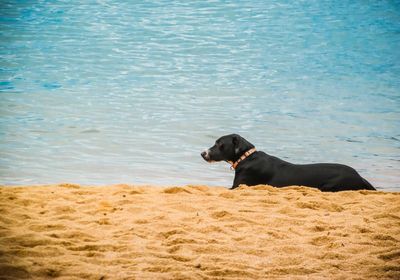 Black dog on beach