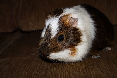 Close-up of guinea pig on hardwood floor