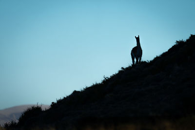 Low angle view of bird perching on mountain against clear sky