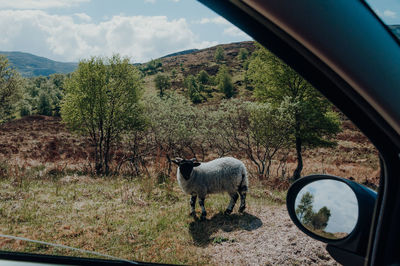 View of a horse in the field