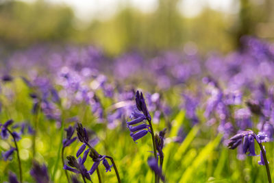 Close-up of purple flowering plant on field