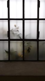 Close-up of white flower on glass window