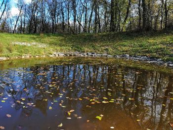 Reflection of trees in water