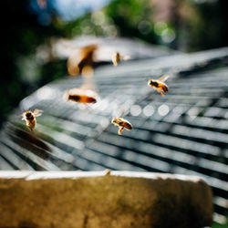 Close-up of honey bees flying at park