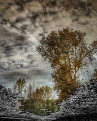 Trees on field against sky during winter