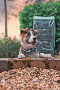 View of a dog looking away