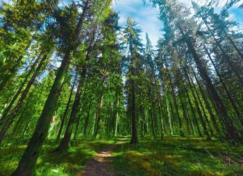 Low angle view of bamboo trees in forest