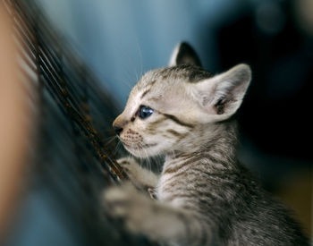 Close-up of a cat looking away