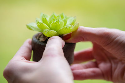 Cropped hand of woman holding fruit