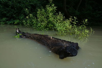 View of crab swimming in lake