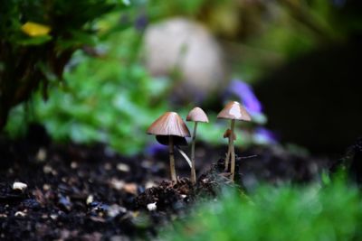 Close-up of mushroom growing on field