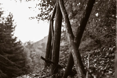 Close-up of tree trunk in field