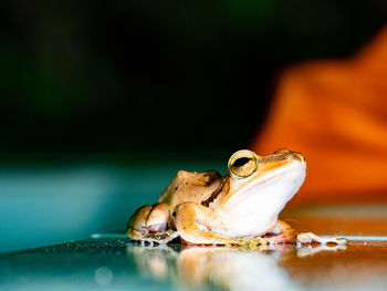 Close-up of frog