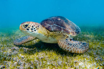 Green turtle swimming in sea