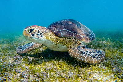 Close up of turtle in water