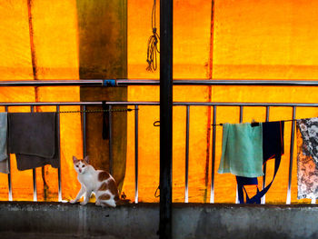 Cat sitting on metal during sunset