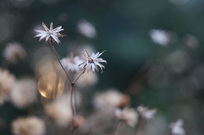 Close-up of dandelion