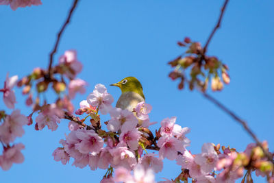 Low angle view of cherry blossoms in spring