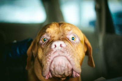 Close-up portrait of dog in car