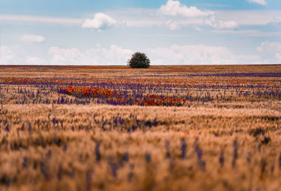 Scenic view of single tree and agricultural field against sky in summer