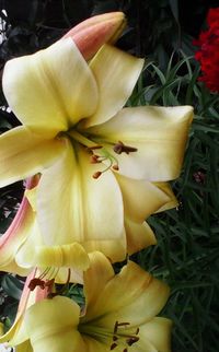 Close-up of yellow flower