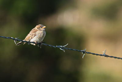 Close-up of bird perching on a fence