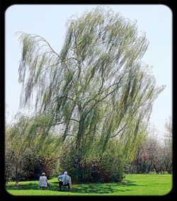 Trees on grassy field