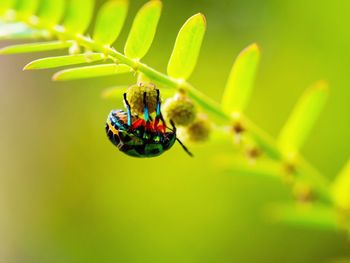 Close-up of insect on plant