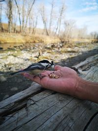 Hand feeding bird on wood