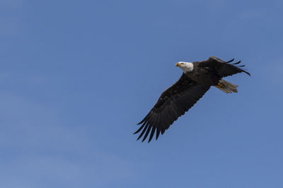 Low angle view of eagle flying in sky