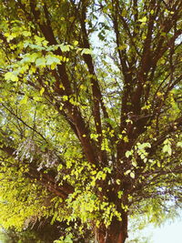 Low angle view of tree in forest