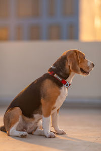 pet