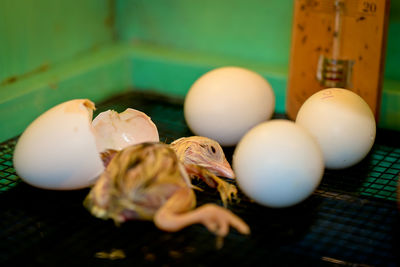 High angle view of eggs on table