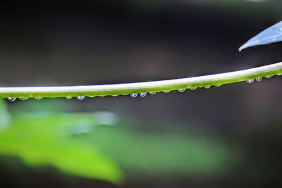 Close-up of water drops on plant