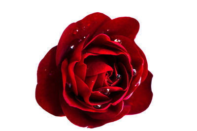 Close-up of red rose against white background