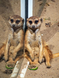 Close-up of meerkat