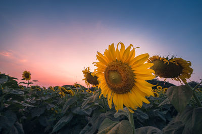 Close-up of sunflower against orange sky