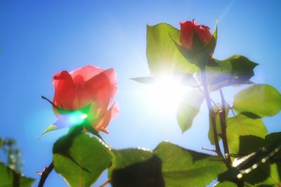 Low angle view of flowers against clear sky