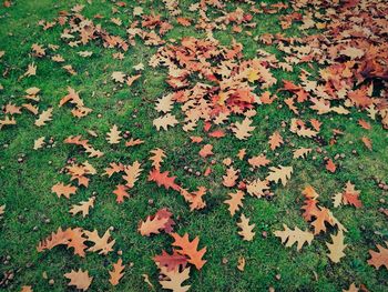 Full frame shot of autumn leaves