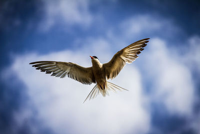 Low angle view of bird flying in sky