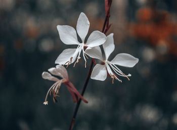 Close-up of white flowering plant