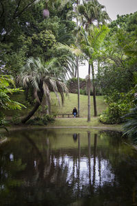 Reflection of palm trees in lake